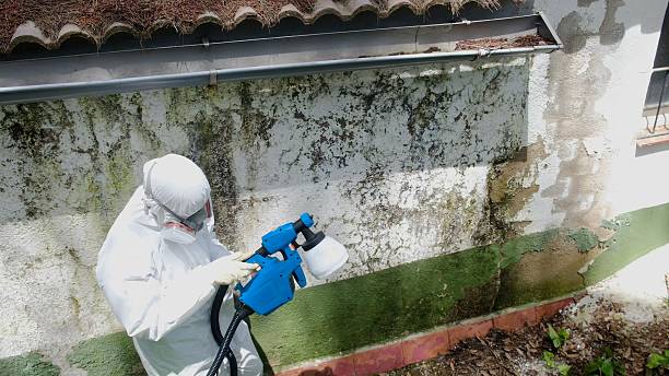 Mold Remediation service in Midland, Midland, MI
